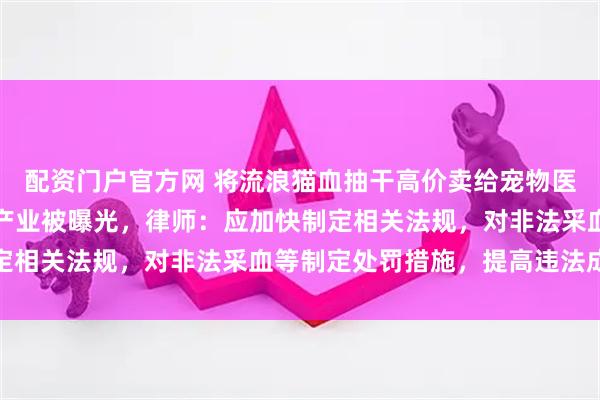 配资门户官方网 将流浪猫血抽干高价卖给宠物医院！广州动物血库灰色产业被曝光，律师：应加快制定相关法规，对非法采血等制定处罚措施，提高违法成本